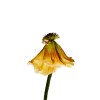 011_0476 Square